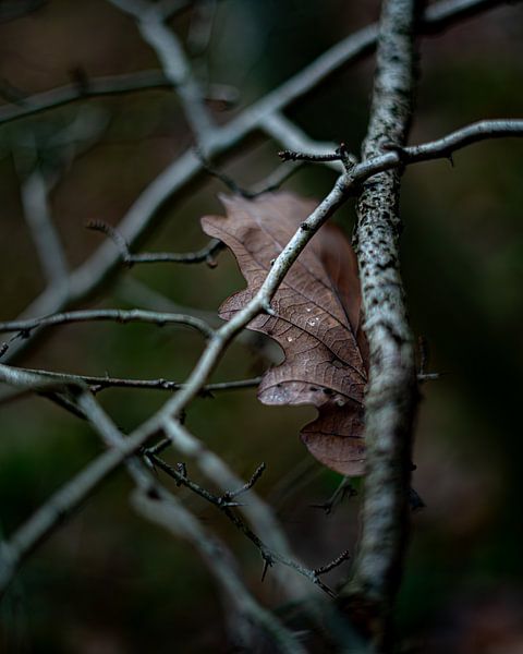 Herbstlaub von Laquaiart