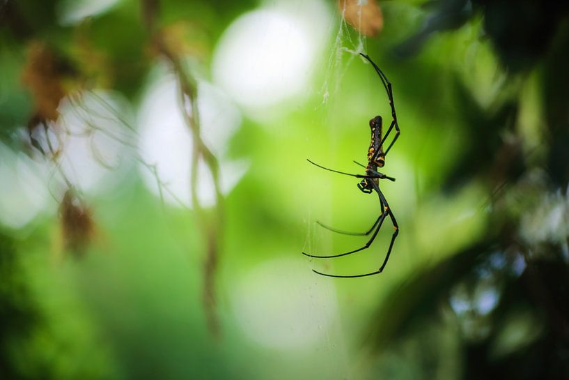 Golden Silk Orb Weaver von Cho Tang