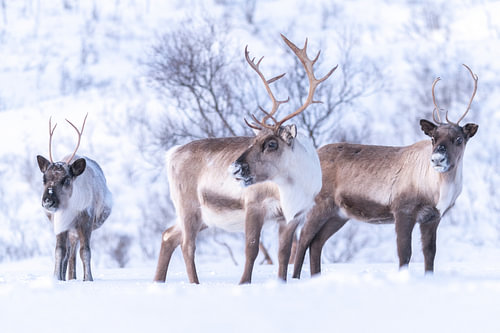 Reindeer in the snow in Norway – Wildlife photography
