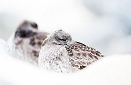 Close-up purple sandpiper by Danny Slijfer Natuurfotografie