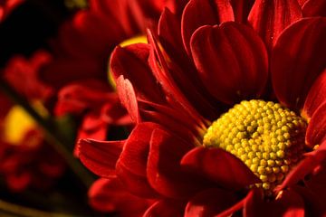 Een rode chrysant bloem van Philipp Klassen