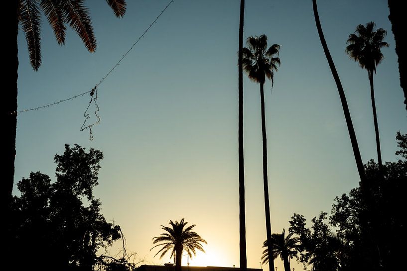 Palm Trees Marrakech by Mariska Luth