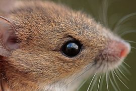 Portrait d'une souris des bois