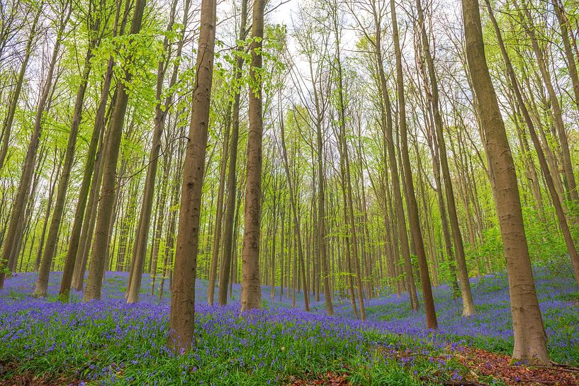 Hyacintenbos met bloeiende bloemen op de bosgrond van Sjoerd van der Wal Fotografie