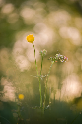 Oranjetipje op boterbloem met bokeh