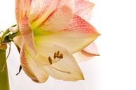 Amaryllis close-up von Hein Fleuren Miniaturansicht