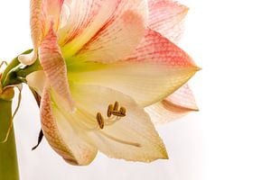 Amaryllis close-up von Hein Fleuren