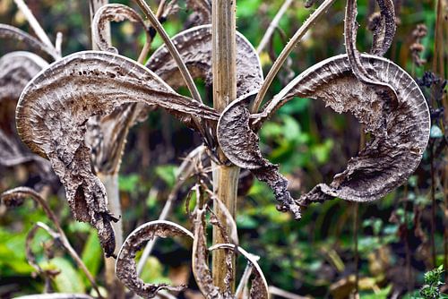 Bizzare bladeren van een wilde kaardenbol