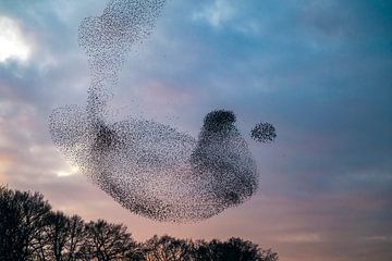 Spreeuwenwolk in de lucht tijdens zonsondergang van Sjoerd van der Wal Fotografie