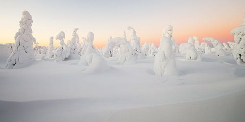 Sunrise in a winter landscape