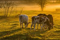 cows in the morning sun