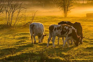 cows in the morning sun