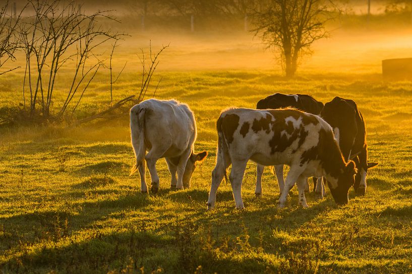 des vaches au soleil du matin par Bart Liesenborgs