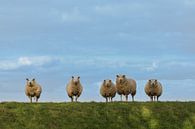 Alphen aan den Rijn - Schapen op de Dijk van Frank Smit Fotografie thumbnail