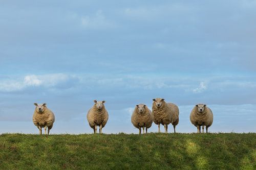 Alphen aan den Rijn - Schapen op de Dijk