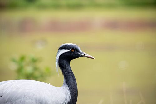 Jufferkraanvogel