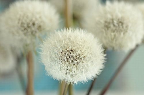 Fliege von Carla Mesken-Dijkhoff