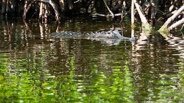 USA, Florida, Crocodile in reflecting water between mangrove forest by adventure-photos