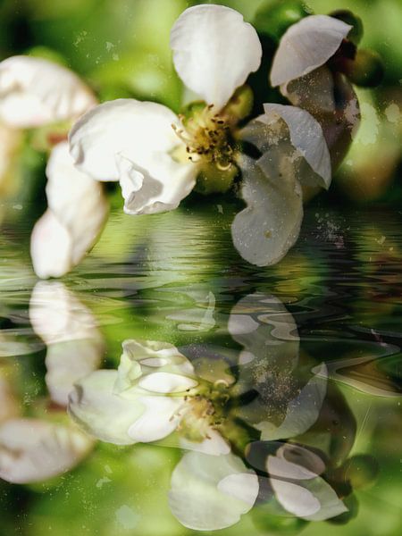 Quince water van Christine Nöhmeier