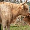 Schottischer Highlander mit süßem Kalb von Ans Bastiaanssen