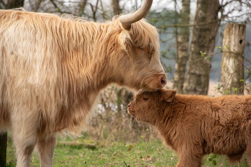 Highlander écossais avec un joli veau par Ans Bastiaanssen