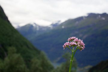 Bergbloem in Noorwegen van Rosalie van der Hoff
