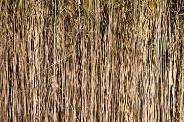 Reeds in the pond