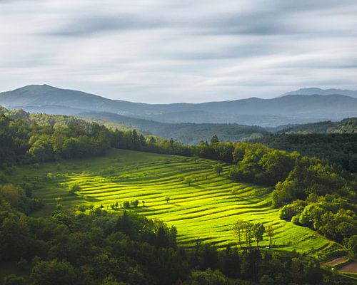 De zon schijnt op het veld van de terrassen
