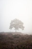 Baum im Nebel