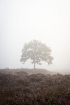 Boom in de mist van Thijs Pausma