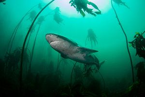 Broadnose sevengill shark