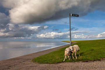 Niederlande, Ameland. Zwei Schafe, die an einer Stange hängen. von Frans Lemmens