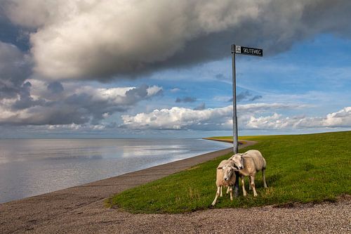 Nederland, Ameland. Twee schapen schuren langs paal.