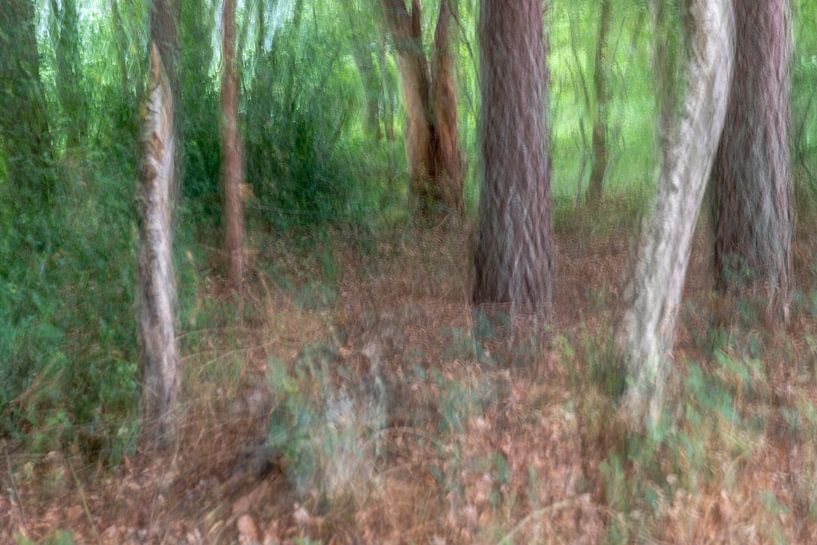Abstracte bomen in een bos van Tonko Oosterink