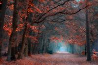 Autumn Mood