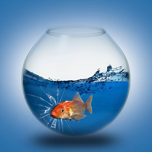 Der Goldfisch im Glas