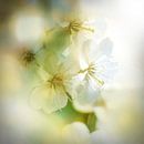 Blossom Style von Andreas Wemmje Miniaturansicht