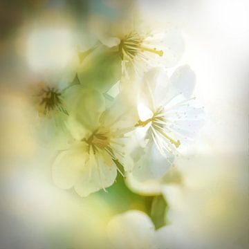 Blossom Style von Andreas Wemmje