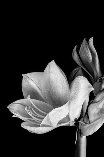 Amaryllis 1. Bloemportret.