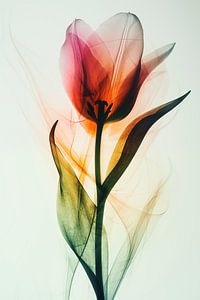 Die Röntgen-Tulpe | Digitale Bildbearbeitung