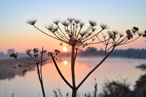 Zonsopkomst bij de Lek