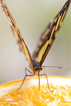 Sweet Nectar