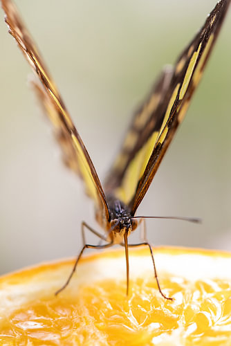 Sweet Nectar