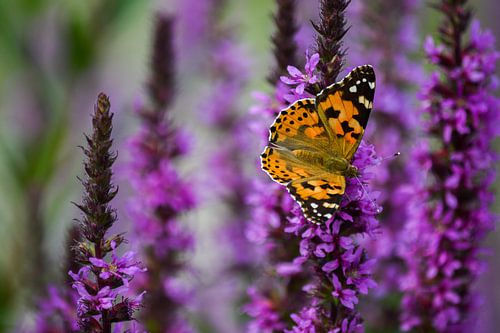 Papillon de chardon orange-noir sur fleurs violettes