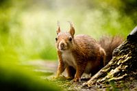 Eichhörnchen