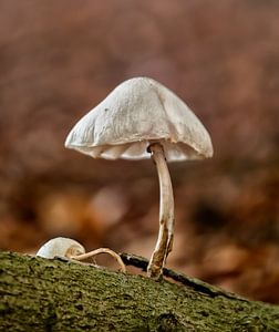 Herbst