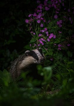 Europese das van Andy van der Steen - Fotografie
