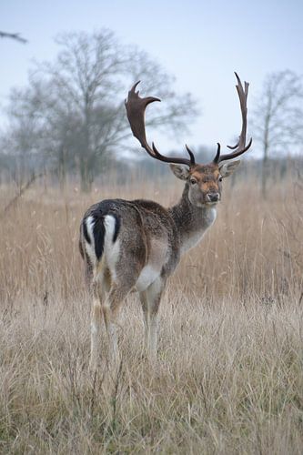 Fallow deer in the Amsterdam Water Supply Dunes