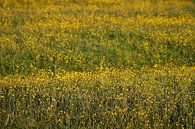 Buttercups by Dalmuro thumbnail