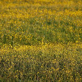 Buttercups by Dalmuro